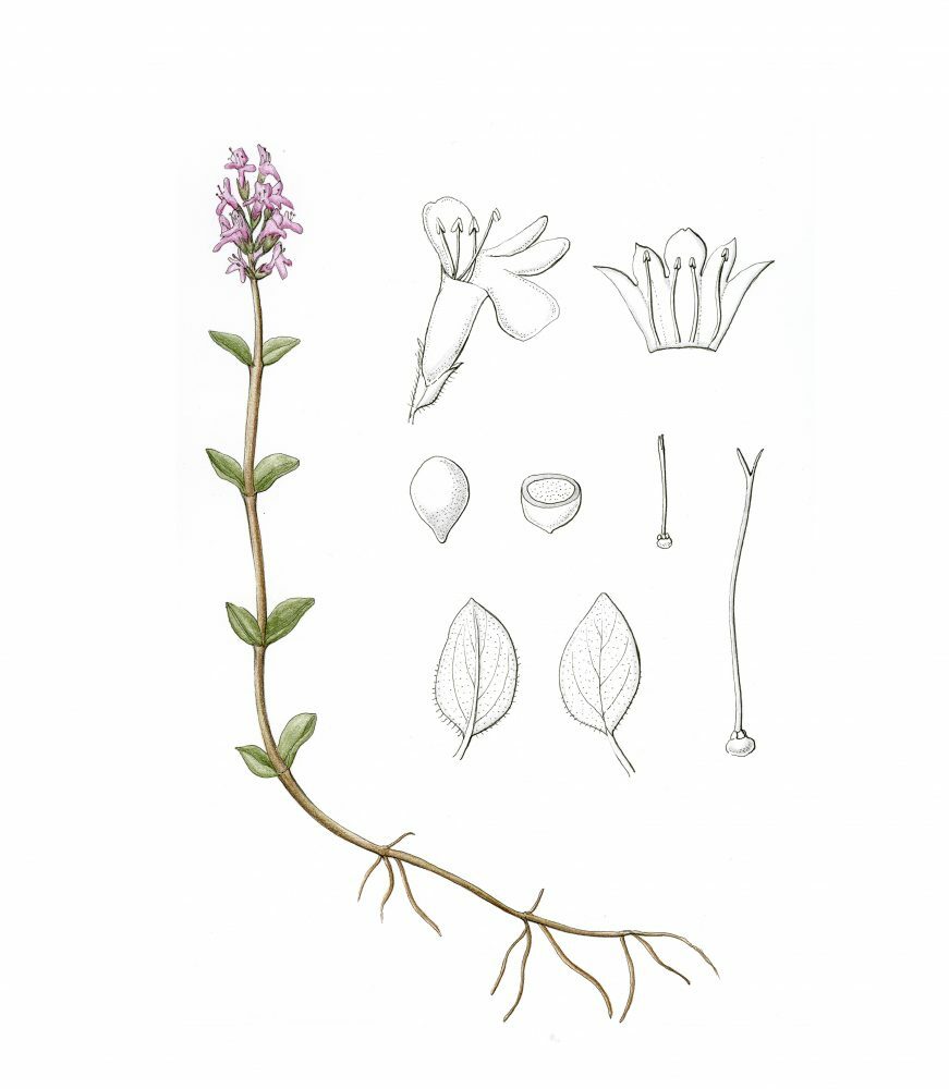 Thymus Serpyllum
