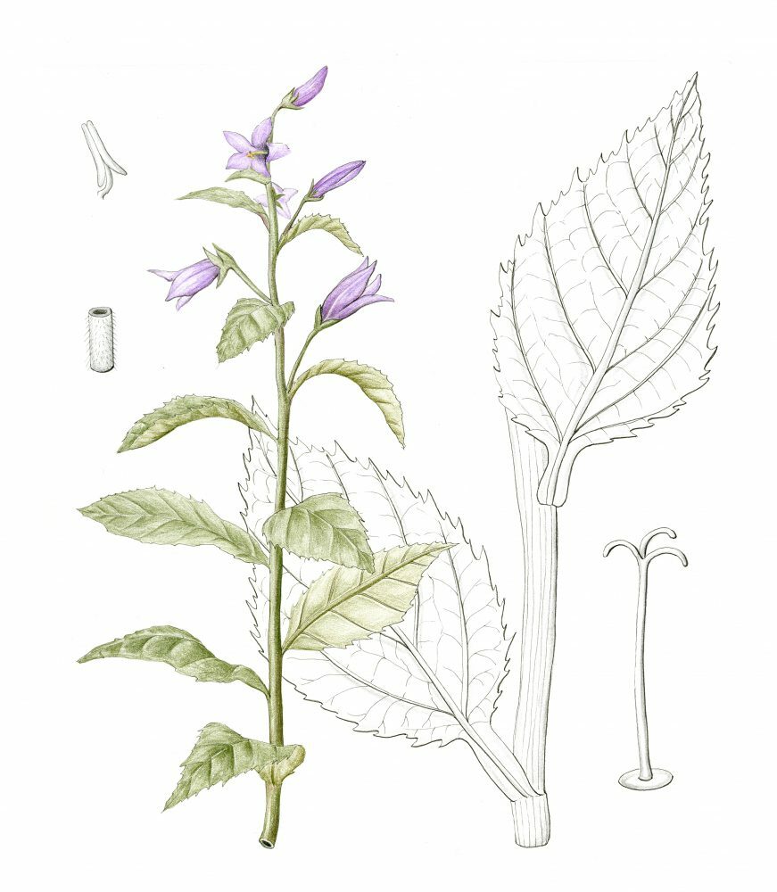 Campanula Latifolia