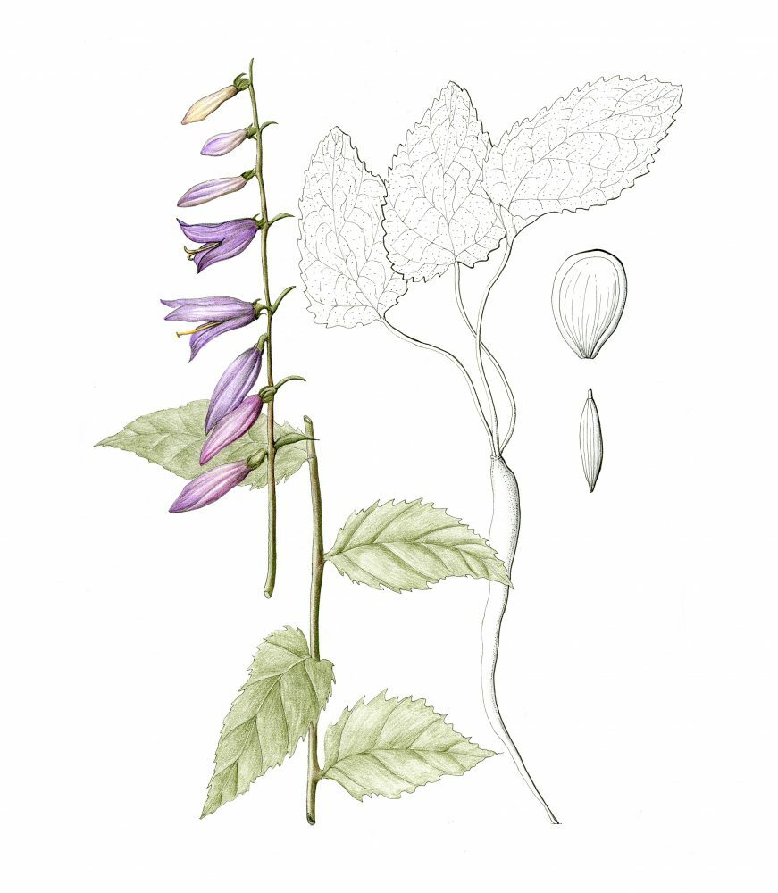 Campanula Rapunculoides
