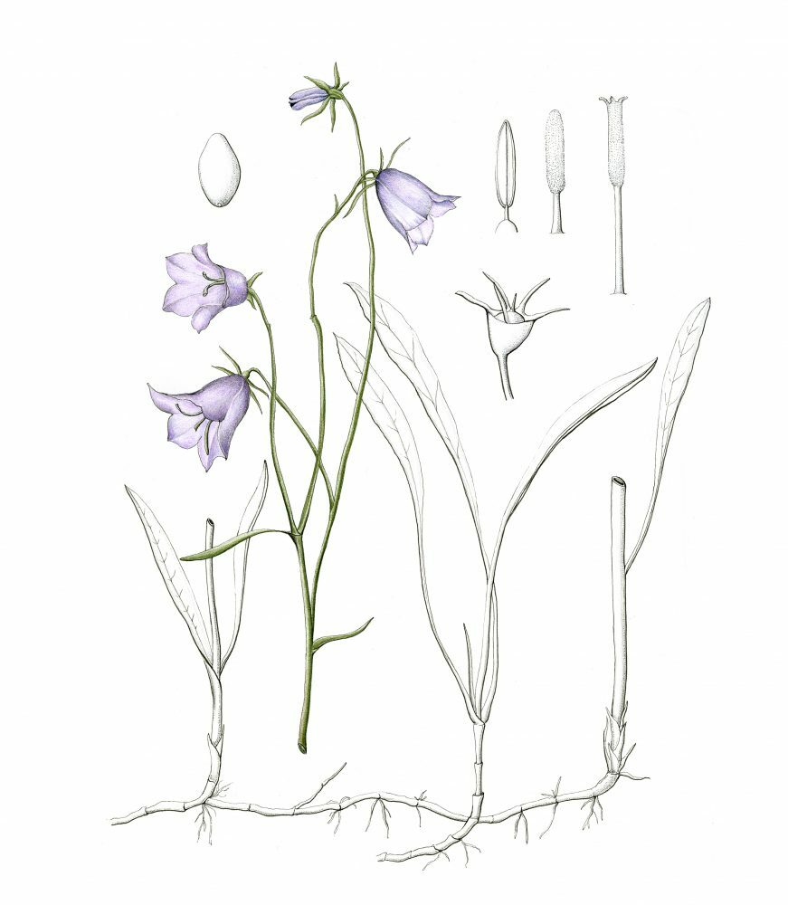 Campanula Rotundifolia