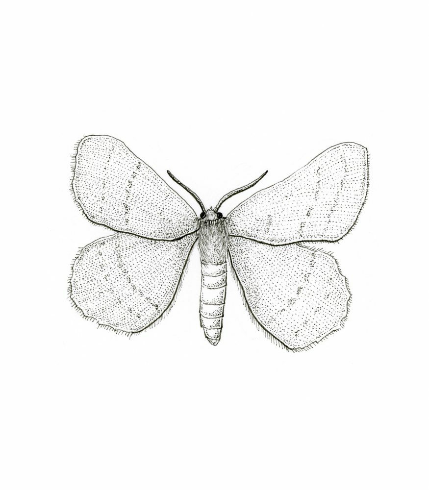 Geometra Papilionaria