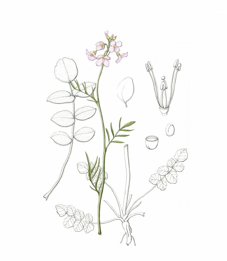 Cardamine Pratensis