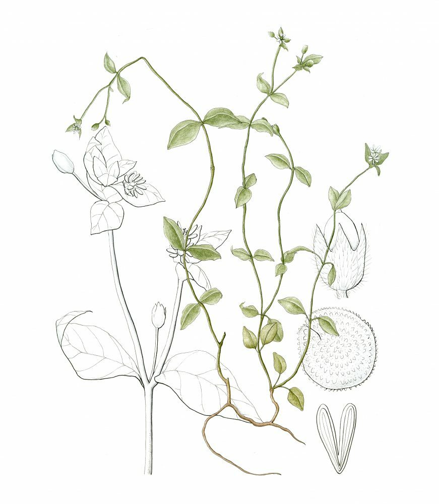 Stellaria Media